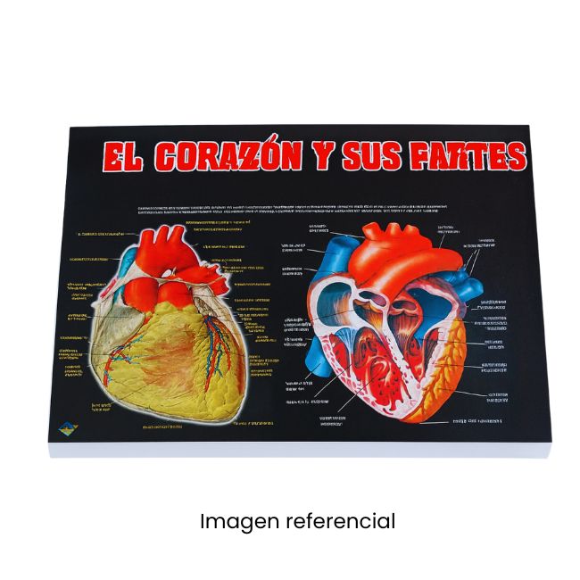 LAMINA 50X70 EL CORAZON Y SUS PARTES