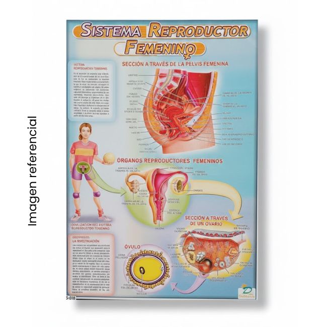 LAMINA 50X70 SISTEMA REPRODUCTOR FEMENINO