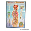 LAMINA 50X70 SISTEMA NERVIOSO